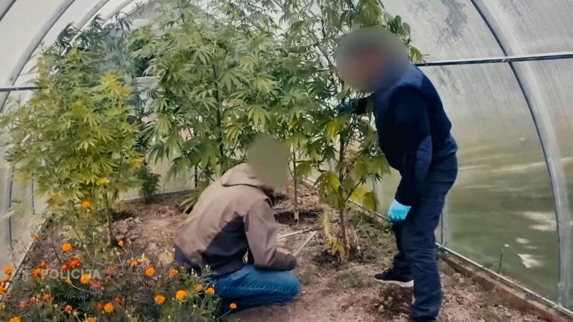 Dundagas pagastā likvidē marihuānas audzētavu