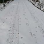 Vilku pēdas. /Foto: Mārtiņš Ralle, VMD Ziemeļkurzemes virsmežniecības Talsu nodaļas Vecākais mežzinis/