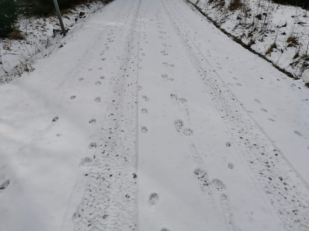 Vilku pēdas. /Foto: Mārtiņš Ralle, VMD Ziemeļkurzemes virsmežniecības Talsu nodaļas Vecākais mežzinis/