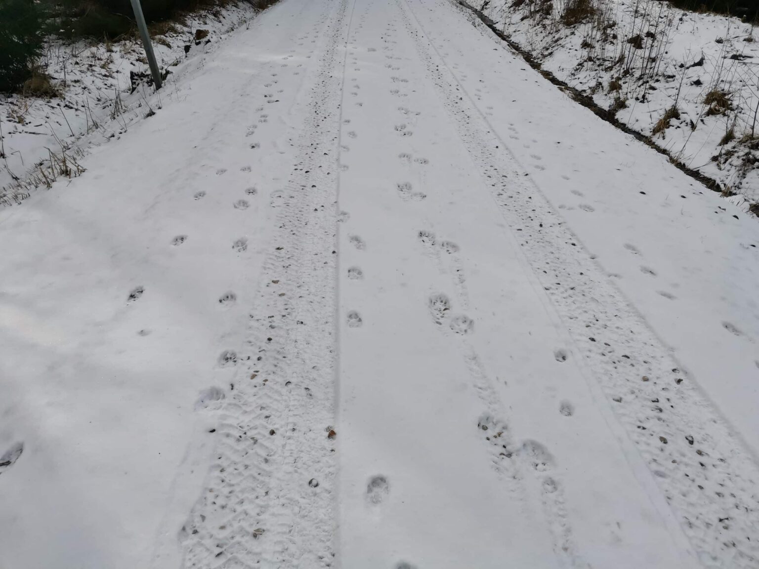 Vilku pēdas. /Foto: Mārtiņš Ralle, VMD Ziemeļkurzemes virsmežniecības Talsu nodaļas Vecākais mežzinis/