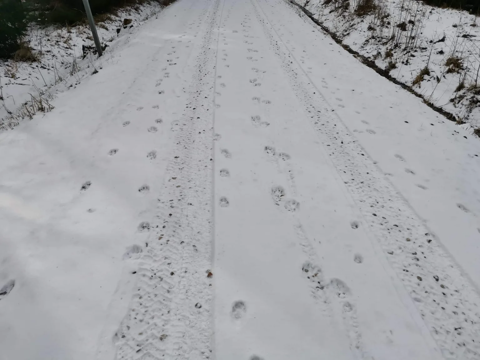 Vilku pēdas. /Foto: Mārtiņš Ralle, VMD Ziemeļkurzemes virsmežniecības Talsu nodaļas Vecākais mežzinis/