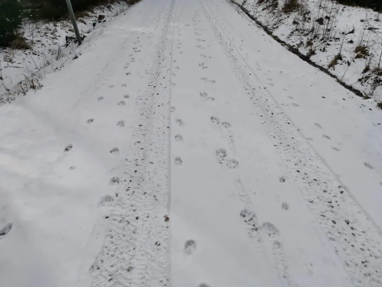 Vilku pēdas. /Foto: Mārtiņš Ralle, VMD Ziemeļkurzemes virsmežniecības Talsu nodaļas Vecākais mežzinis/