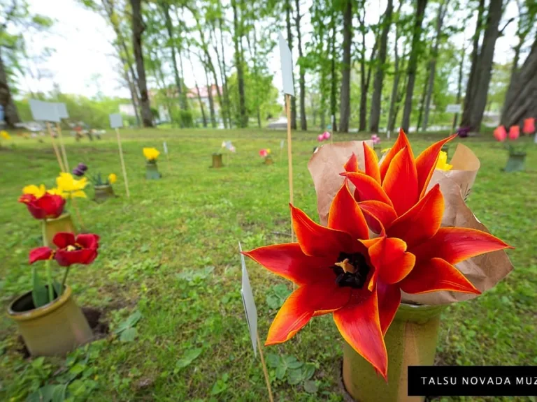 Trīs dienas Talsu novada muzejā būs skatāma tulpju izstāde