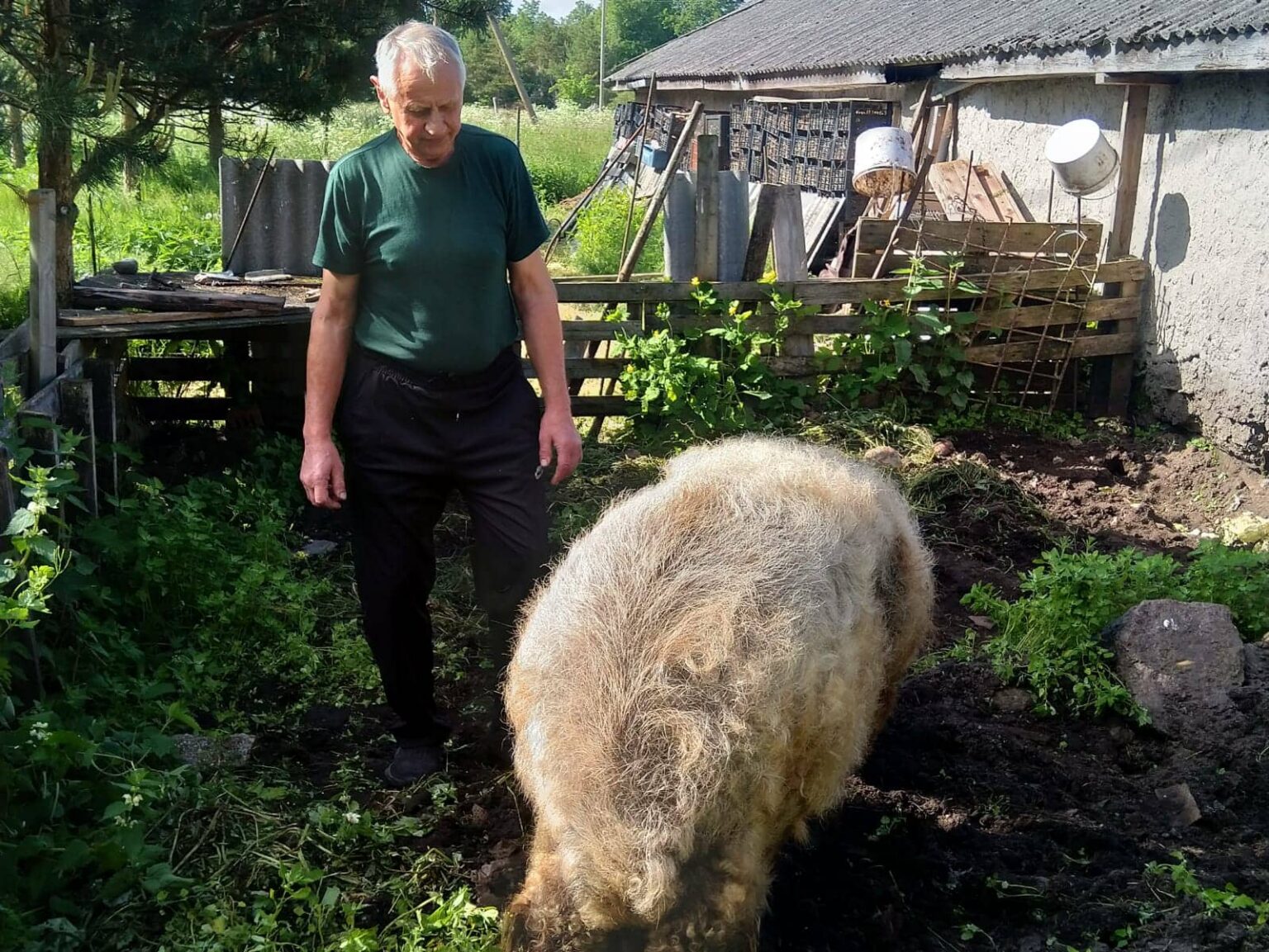 Mērsragā — zoss un cūka ilgdzīvotājas