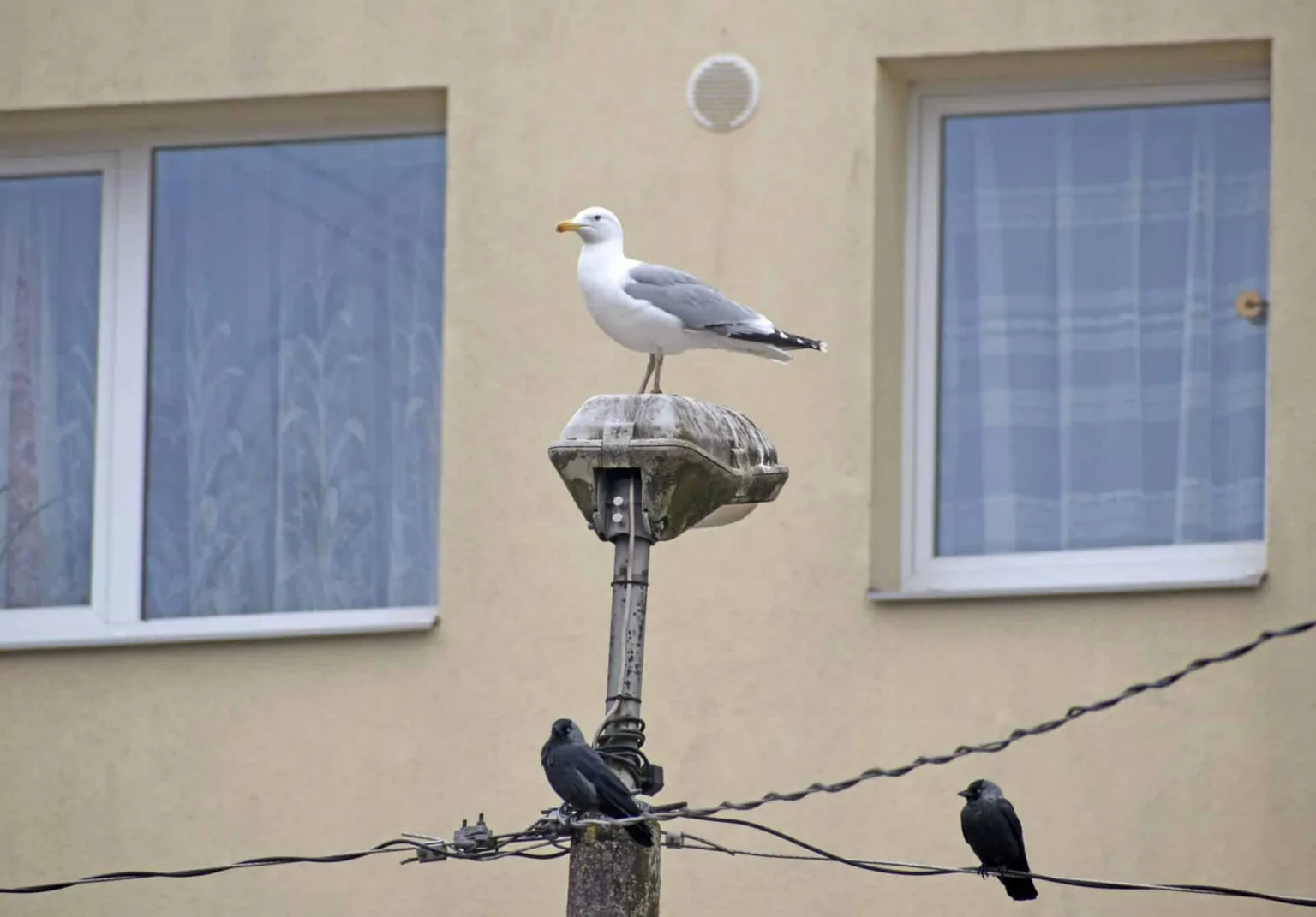 Ko talseniekiem darīt ar  trokšnojošajām kaijām?