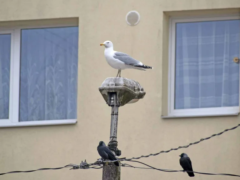 Ko talseniekiem darīt ar  trokšnojošajām kaijām?