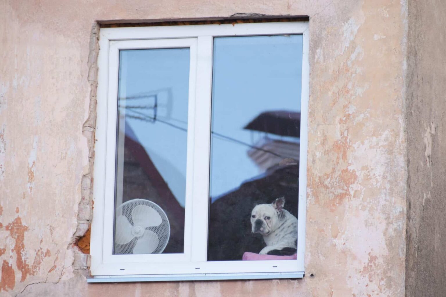 Suņu pastaigu parka Talsos izveides iecere pašlaik neīstenota