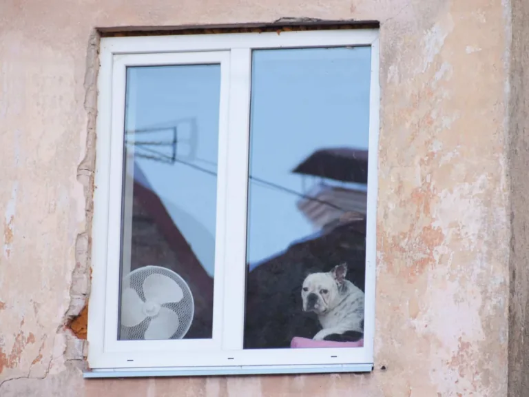 Suņu pastaigu parka Talsos izveides iecere pašlaik neīstenota