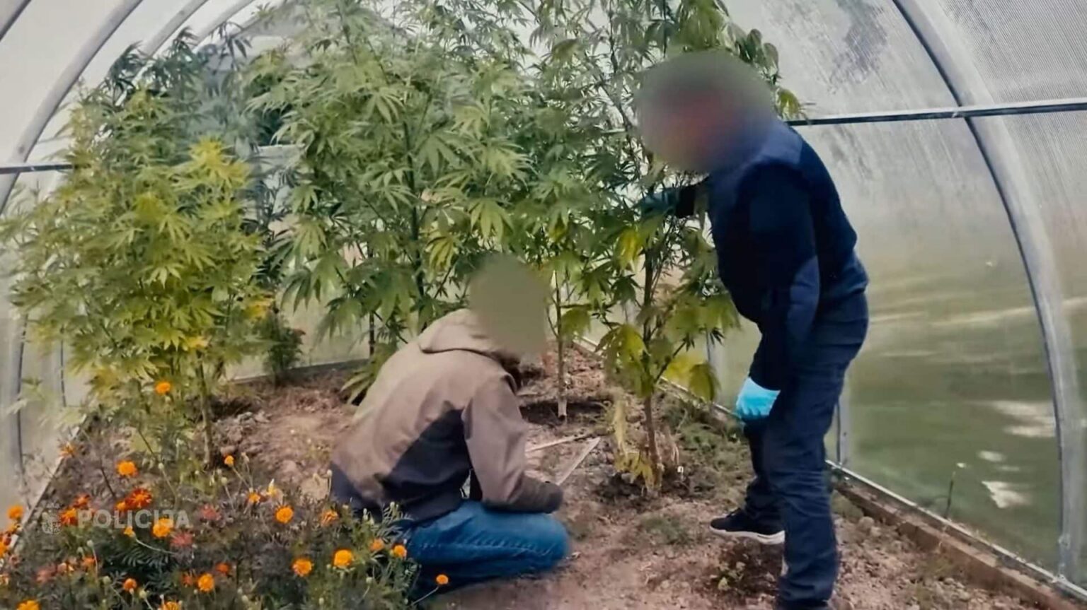 Dundagas pagastā likvidē marihuānas audzētavu