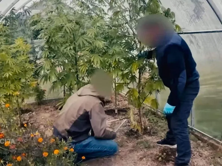 Dundagas pagastā likvidē marihuānas audzētavu