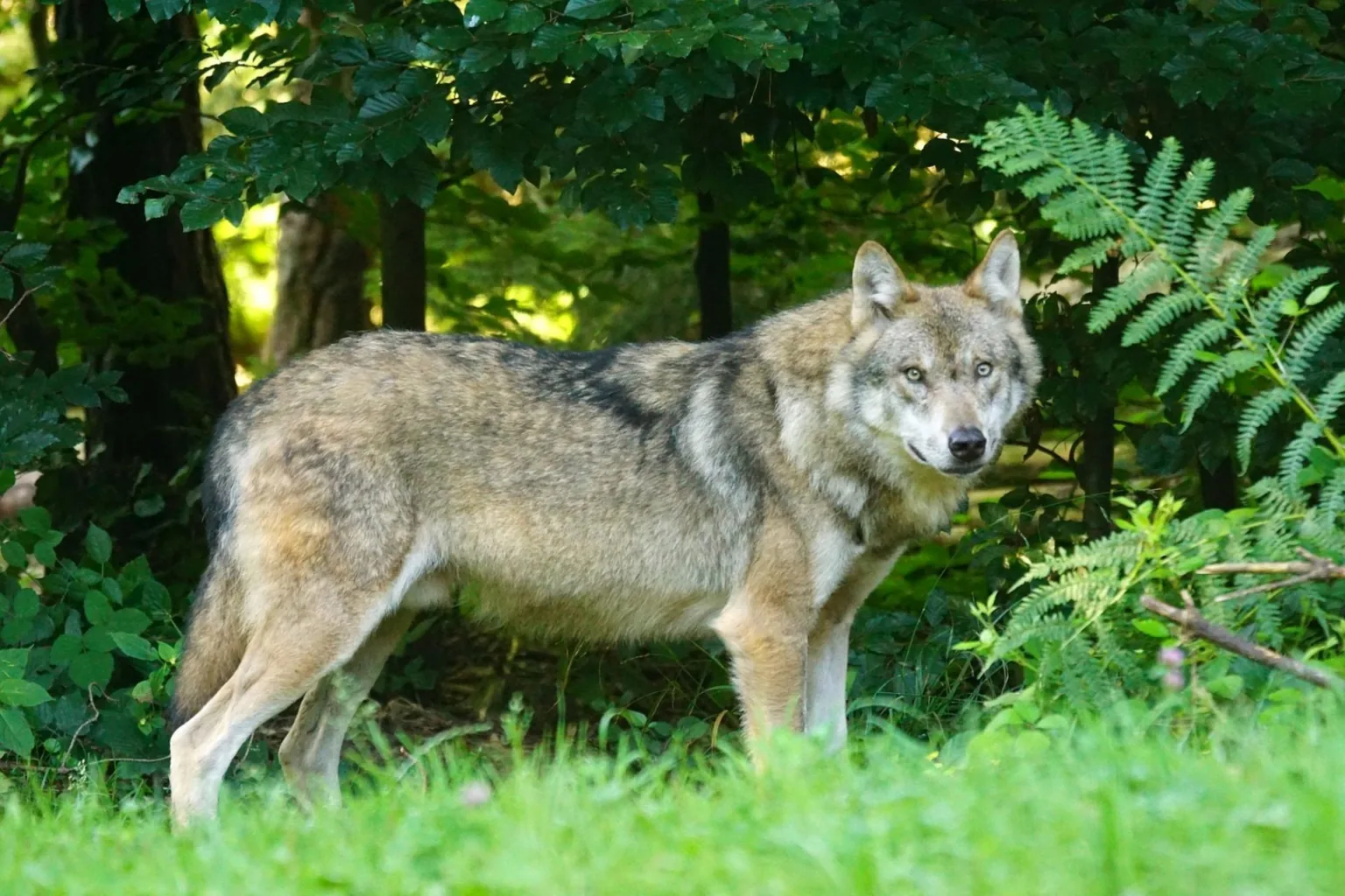 Medību sezonā drīkst nomedīt 300 vilkus