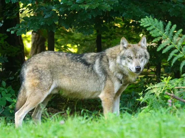 Medību sezonā drīkst nomedīt 300 vilkus