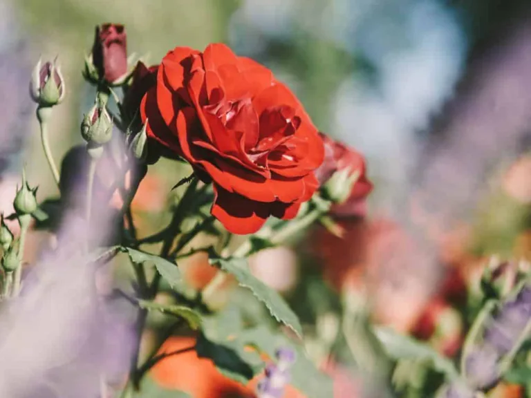 Rožu izstādē Liepājā būs arī rozes no Sabiles