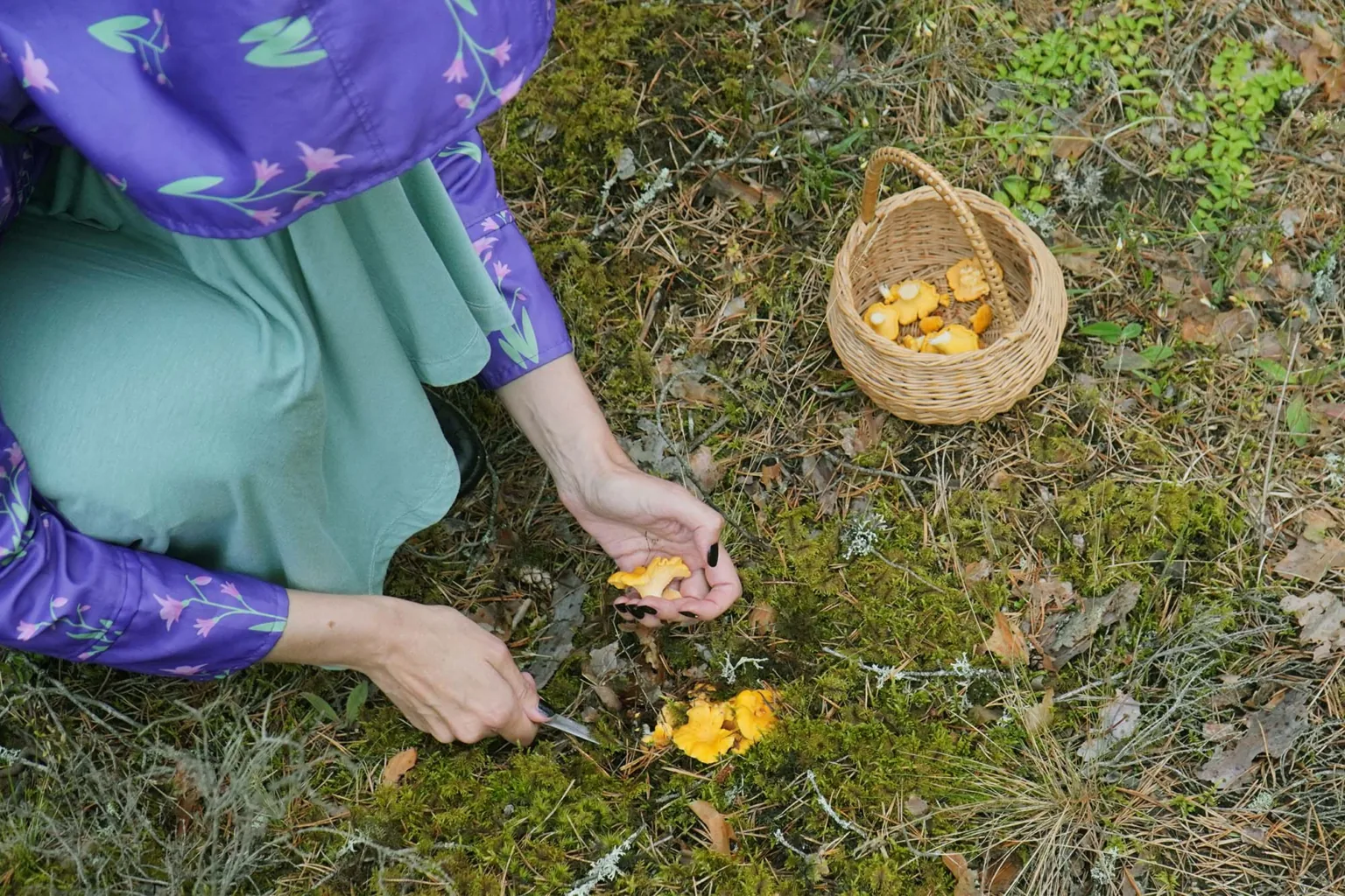 Ierastās meža velšu bagātības vietā šogad tukšums
