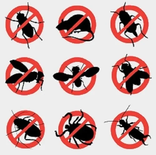 Deratizācija: kad un kā to vislabāk veikt?