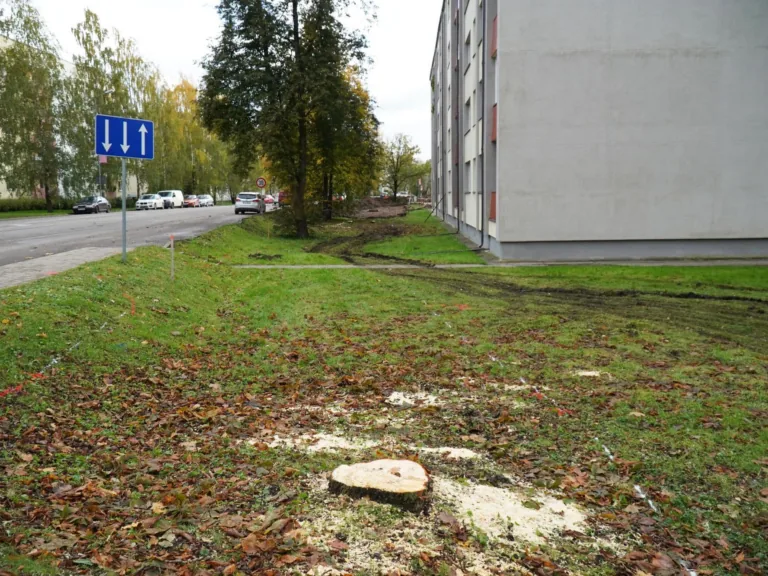 Gājēju un velobraucēju drošībai un ērtībām izzāģē kokus