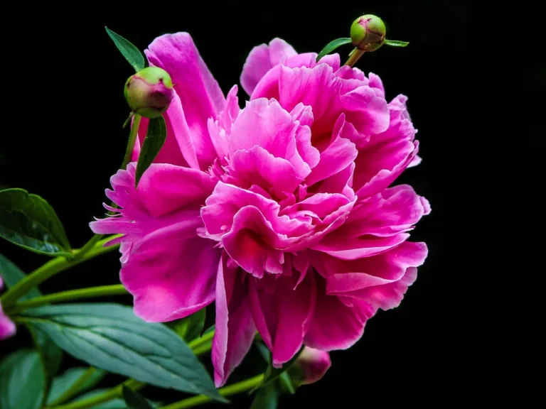 Kā audzēt peonijas dārzā?