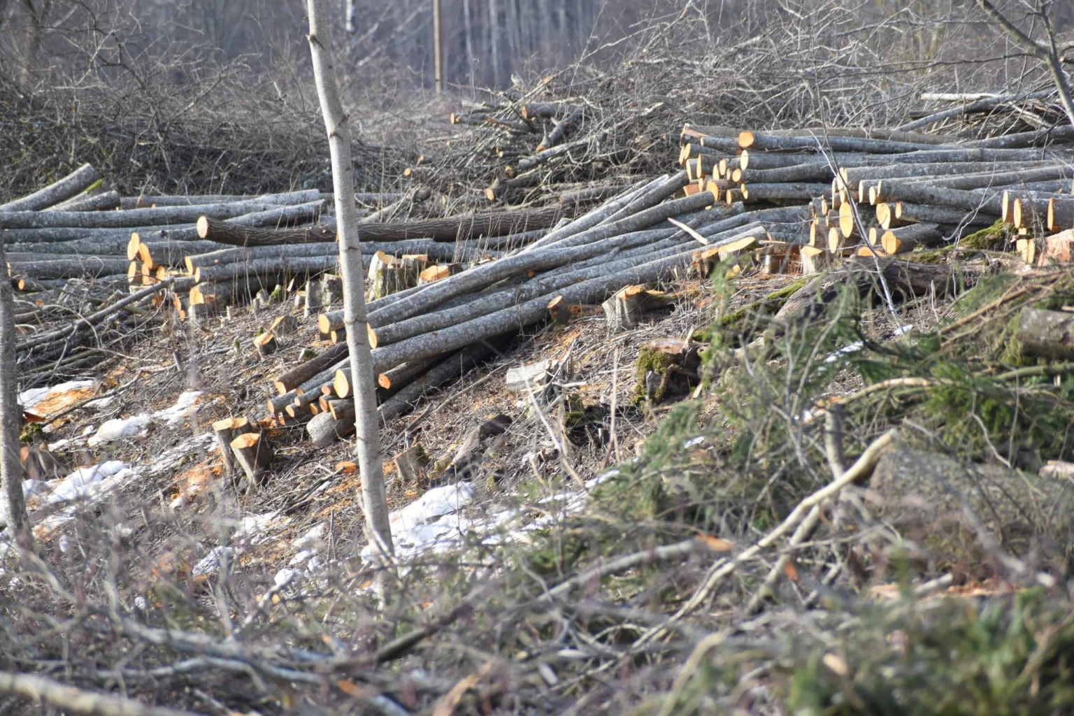Foto: Edgars Lācis