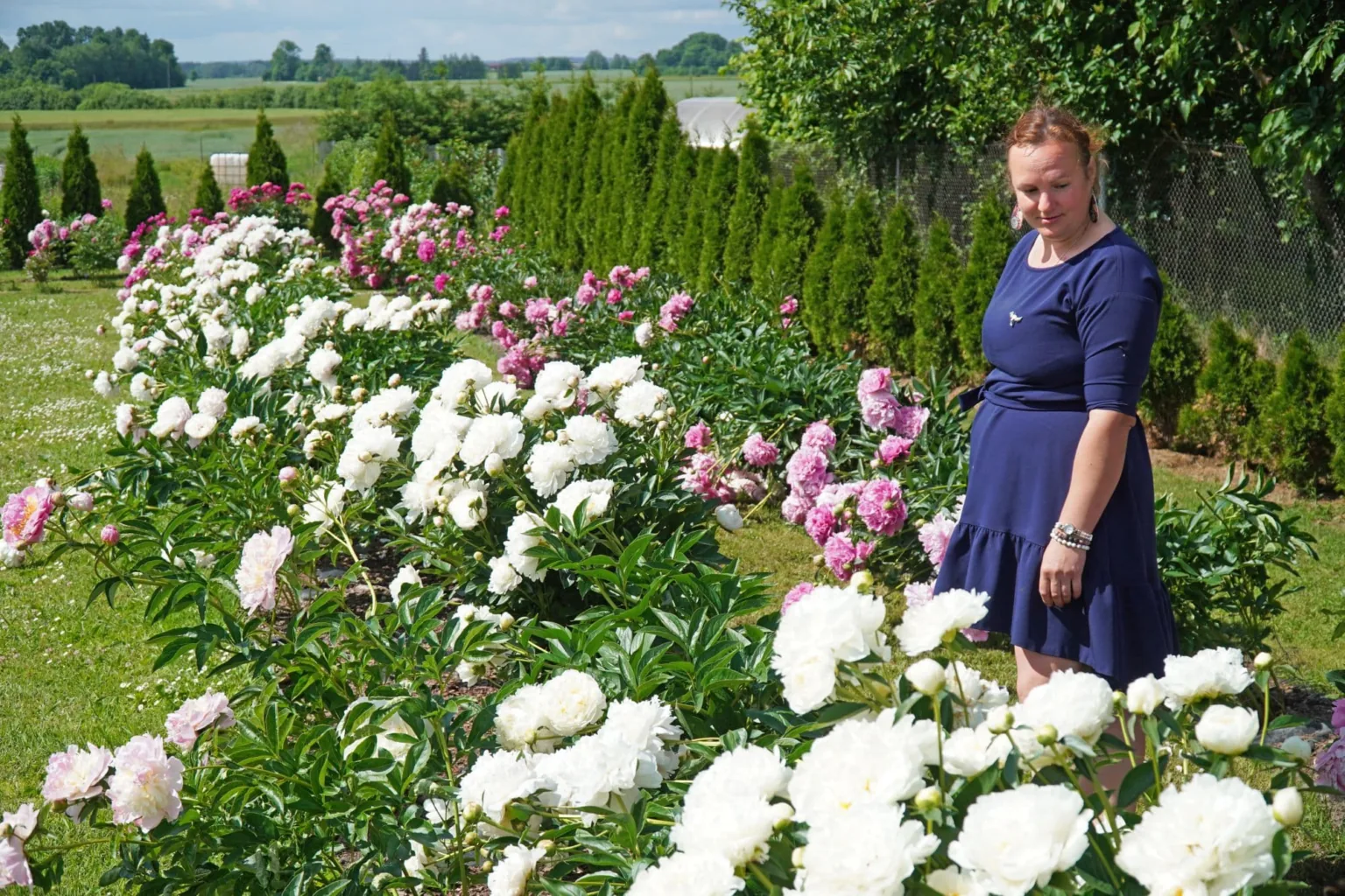 Vandzenē pārsteidz plašs peoniju šķirņu klāsts