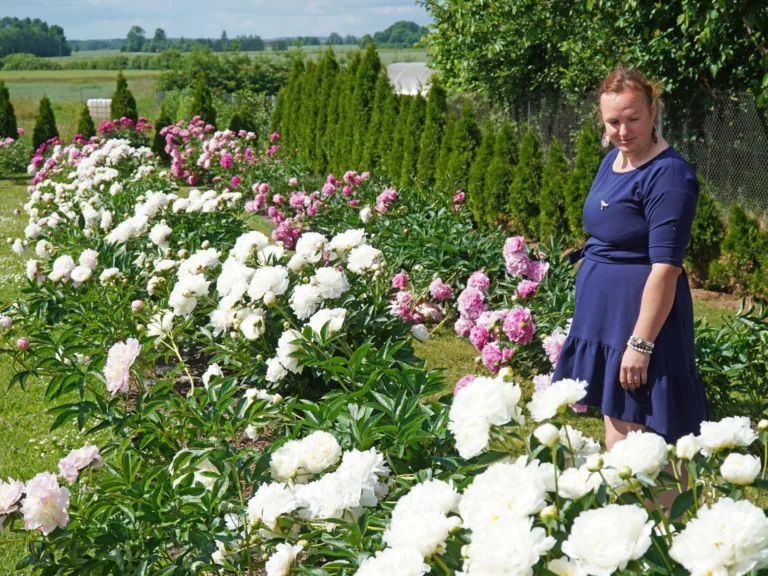 Vandzenē pārsteidz plašs peoniju šķirņu klāsts