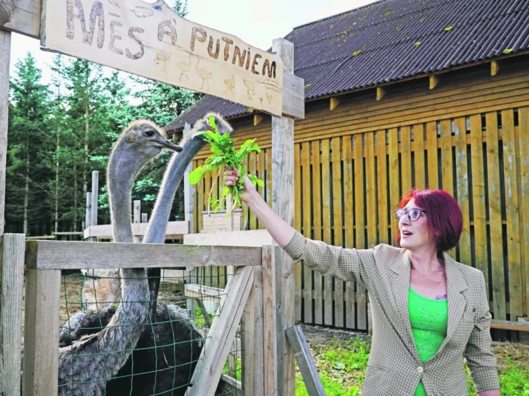 Laucienes strausi Latvijas videi pielāgojušies