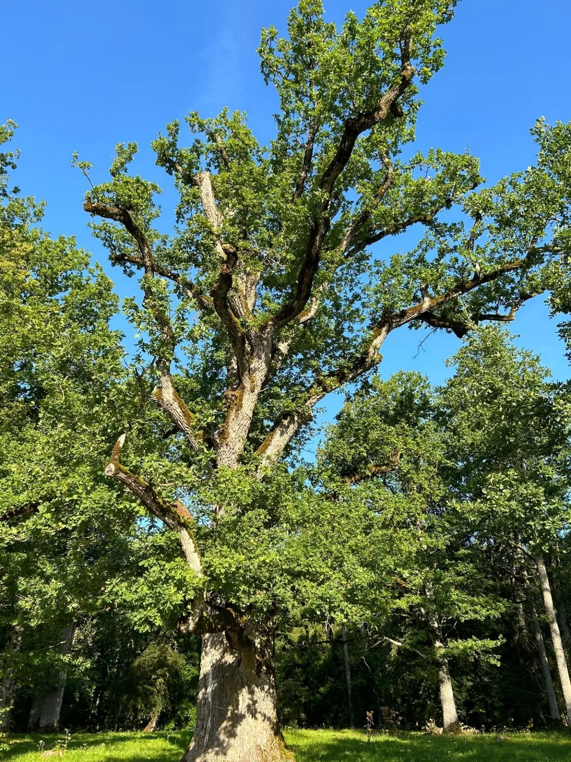 Īpašā balsojumā iekļauts arī ozols, kas atrodas Dundagas parkā