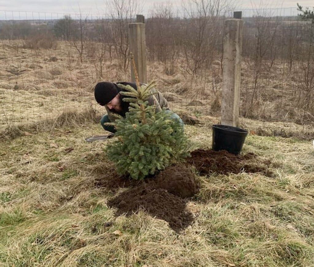 Vai var pārstādīt eglīti, kas pirkta podiņā?