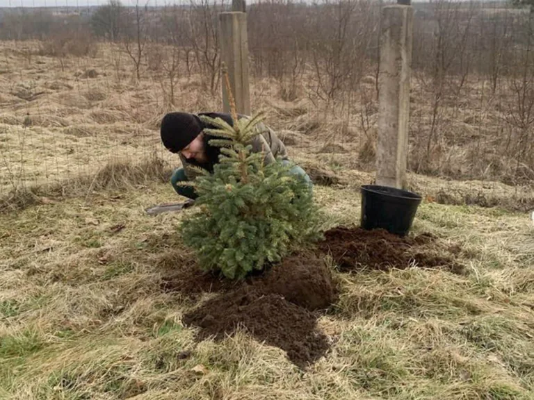 Vai var pārstādīt eglīti, kas pirkta podiņā?