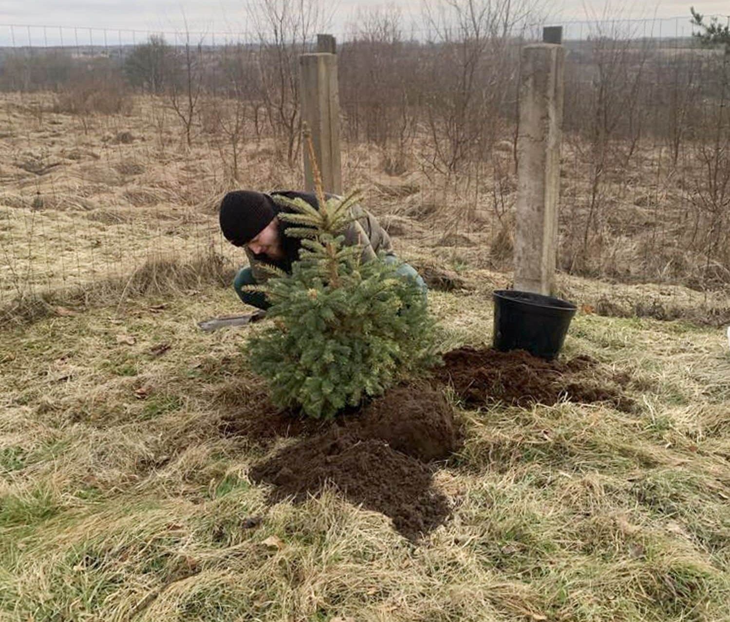 Vai var pārstādīt eglīti, kas pirkta podiņā?