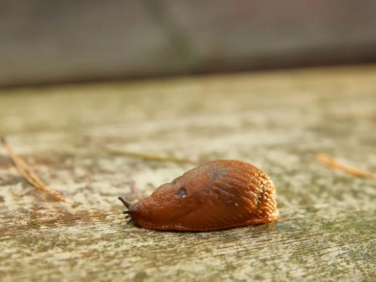 Šonedēļ notiks Spānijas kailgliemežu lasīšanas talkas