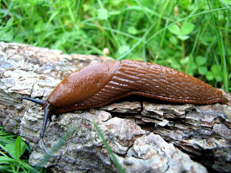 Talsos bezspēcīga cīņa ar Spānijas kailgliemežiem