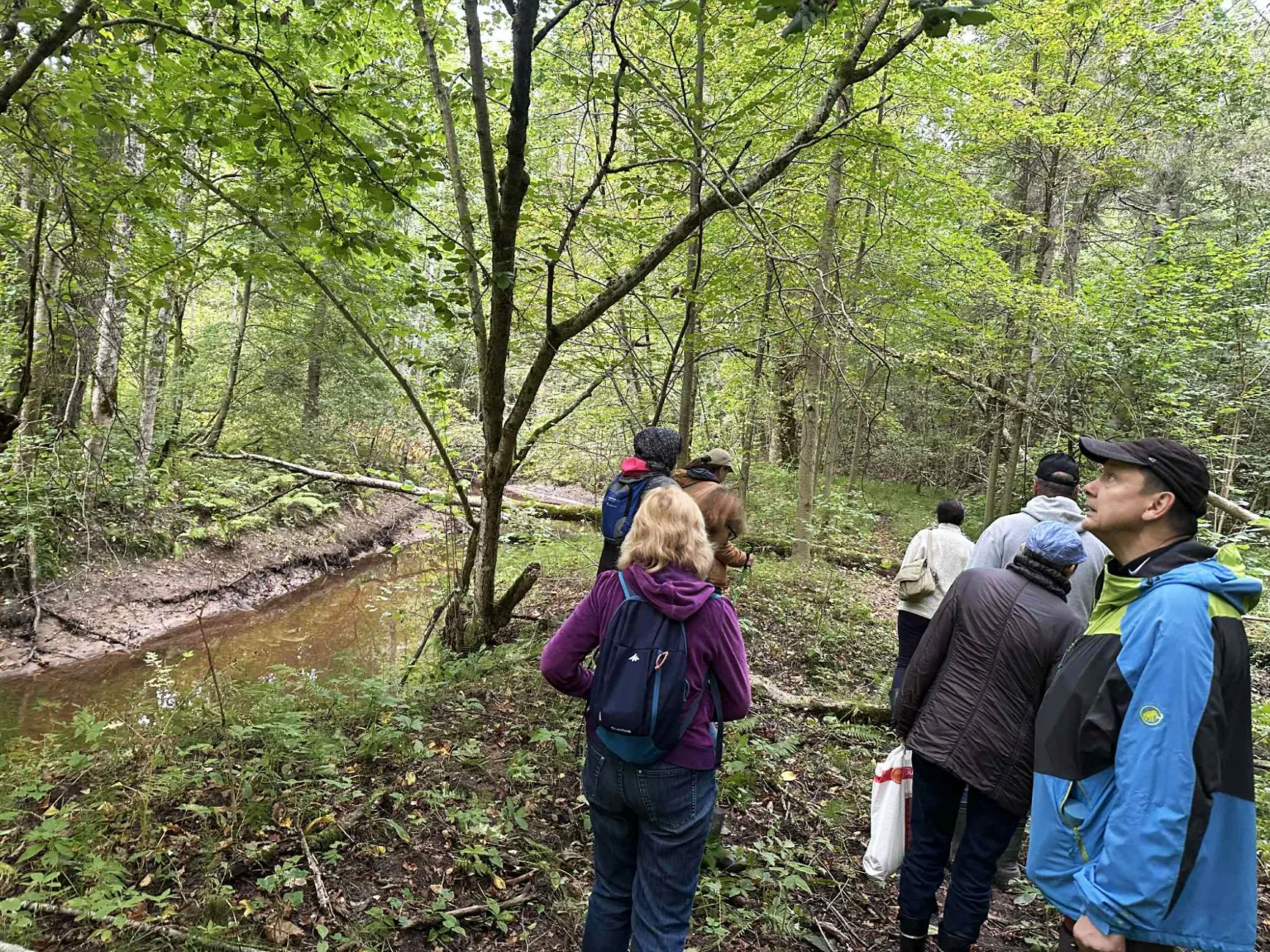 Pārgājienā iepazīst Talsu novada mežu daudzveidību