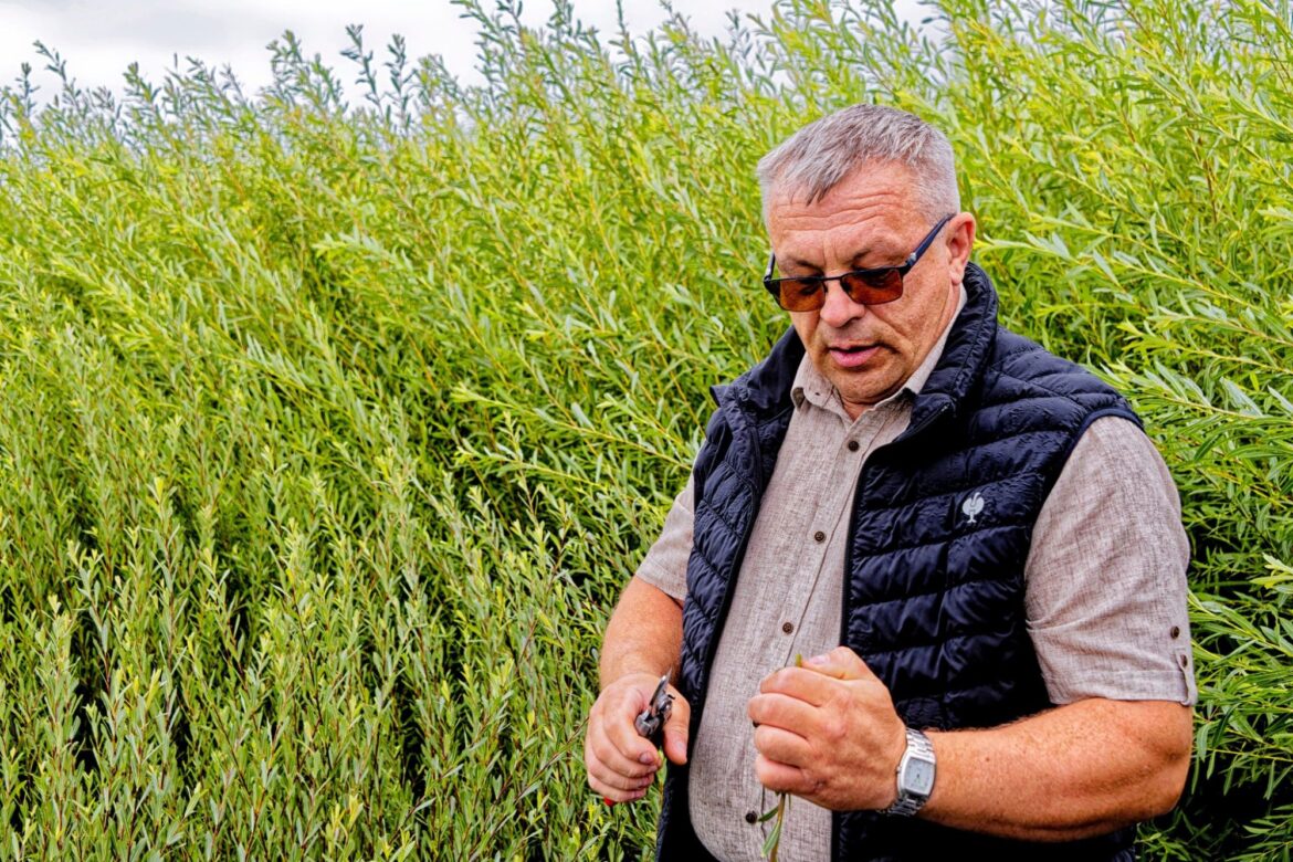 Elegants dārza papildinājums — Ziemeļu palma no kārkliem