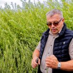 Elegants dārza papildinājums — Ziemeļu palma no kārkliem
