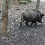 Āfrikas cūku mēris