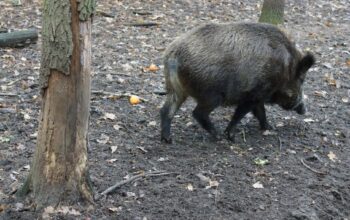 Āfrikas cūku mēris