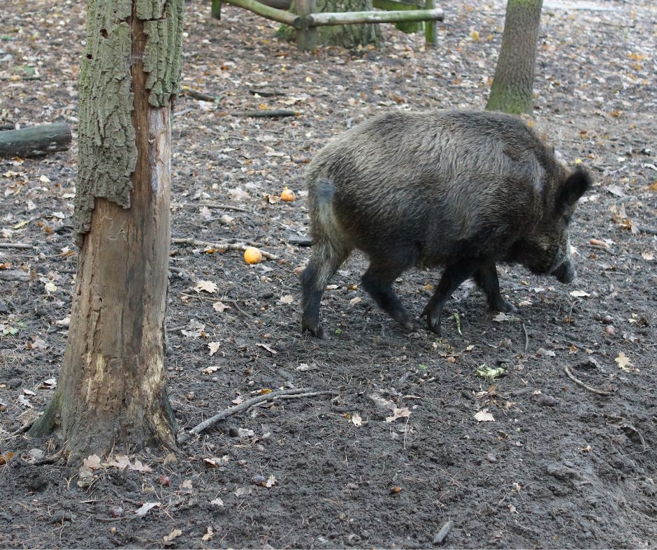 Āfrikas cūku mēris visapkārt Talsiem