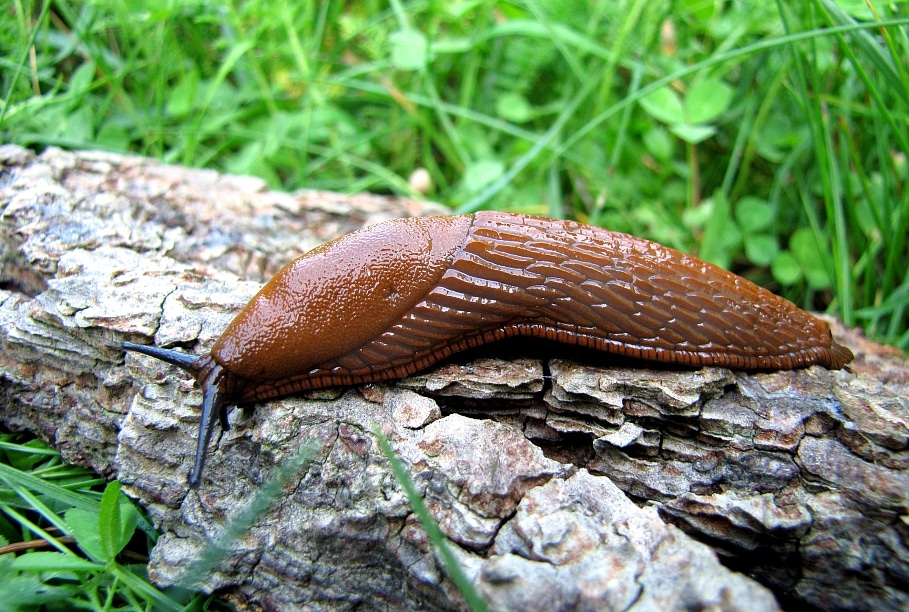 Vēl rudenī jāveic pēdējie profilaktiskie darbi gliemežu ierobežošanā