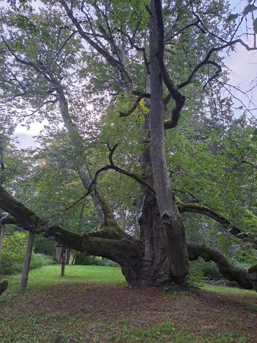 Elku liepa kļuvusi par Eiropas gada koku Latvijā