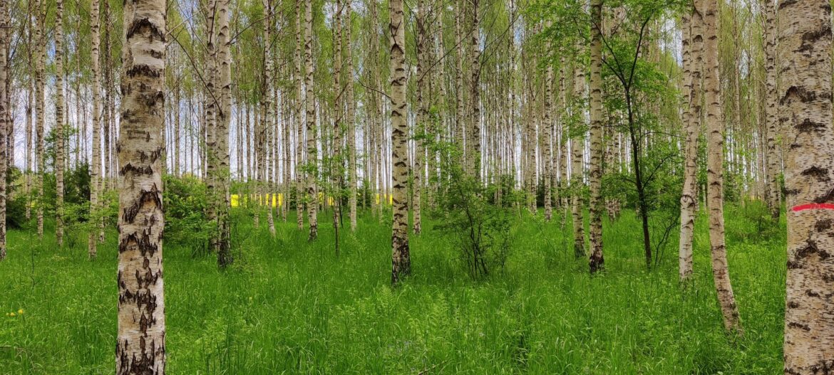 «Silava» vadošais pētnieks Kaspars Liepiņš: «Esam ceļā uz ideālo bērzu»