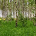 «Silava» vadošais pētnieks Kaspars Liepiņš: «Esam ceļā uz ideālo bērzu»