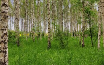 «Silava» vadošais pētnieks Kaspars Liepiņš: «Esam ceļā uz ideālo bērzu»