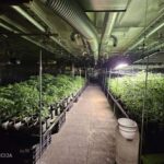 Talsu novadā likvidēta liela apjoma marihuānas audzētava