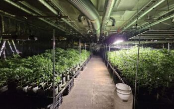 Talsu novadā likvidēta liela apjoma marihuānas audzētava