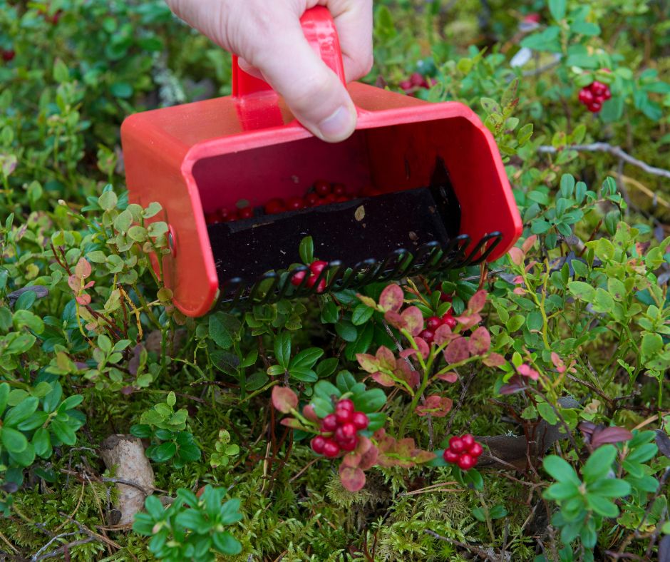 Vai latvietis gatavs maksāt par došanos mežā?
