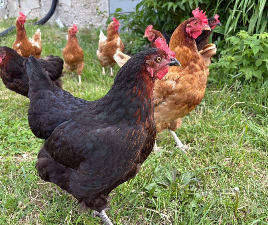 Valdemārpilī atcelta Ņūkāslas slimības dēļ ieviestā karantīna