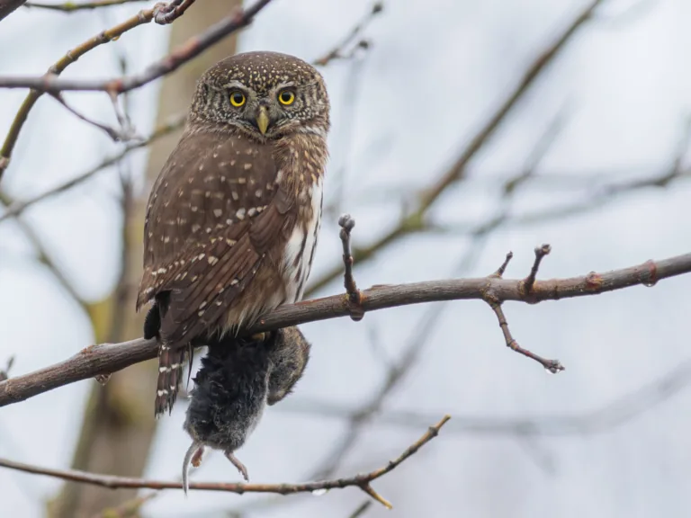 Pievēršot uzmanību vecu mežu nozīmei, Latvijas Ornitoloģijas biedrība (LOB) par 2026. gada putnu izvēlējusies apodziņu (Glaucidium passerinum) – mazāko no Latvijas pūcēm.