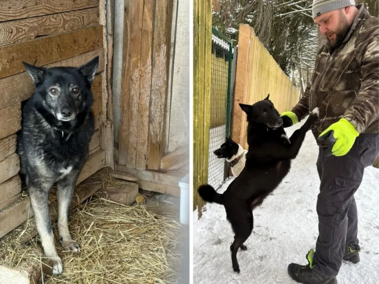 Dingo skrien, Bruno vēro — ieskats dzīvnieku patversmes «Ausma» ikdienā