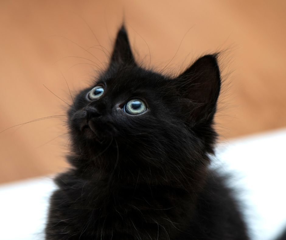 Kaķēni kamīna šahtā un eksperiments ar kurkumu – TOP spilgtākie apdrošināšanas gadījumi 