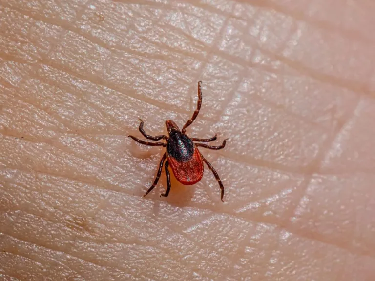 Arī šogad Talsu novads ir ērču encefalīta riska zonā
